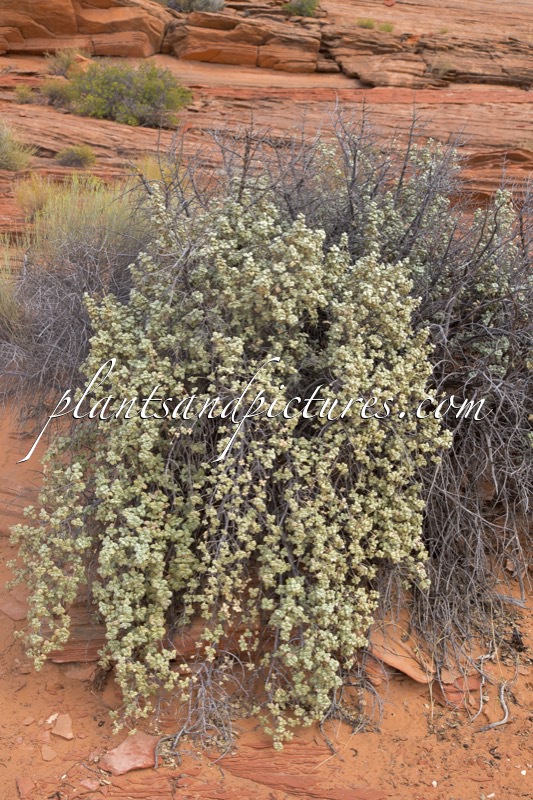 Shepherdia rotundifolia