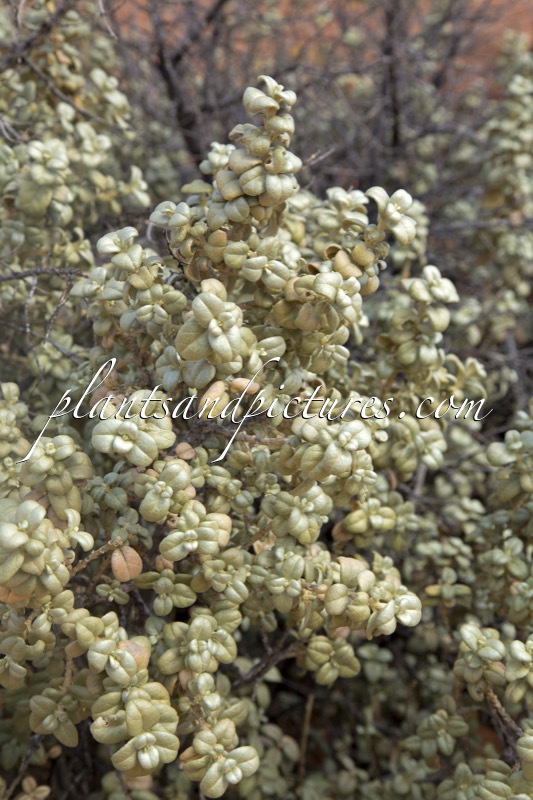 Shepherdia rotundifolia