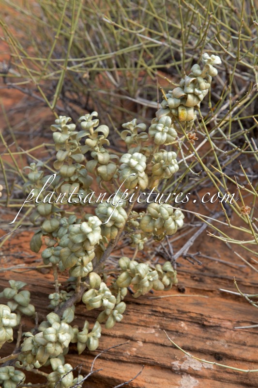 Shepherdia rotundifolia