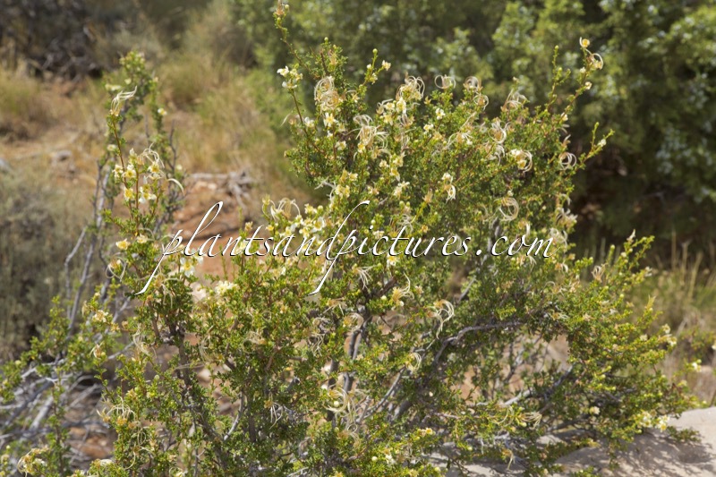 Purshia stansburiana