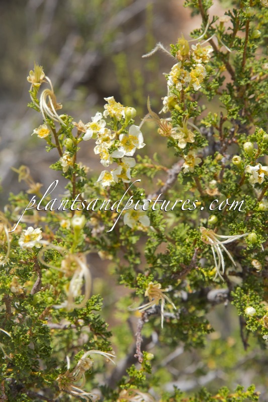 Purshia stansburiana