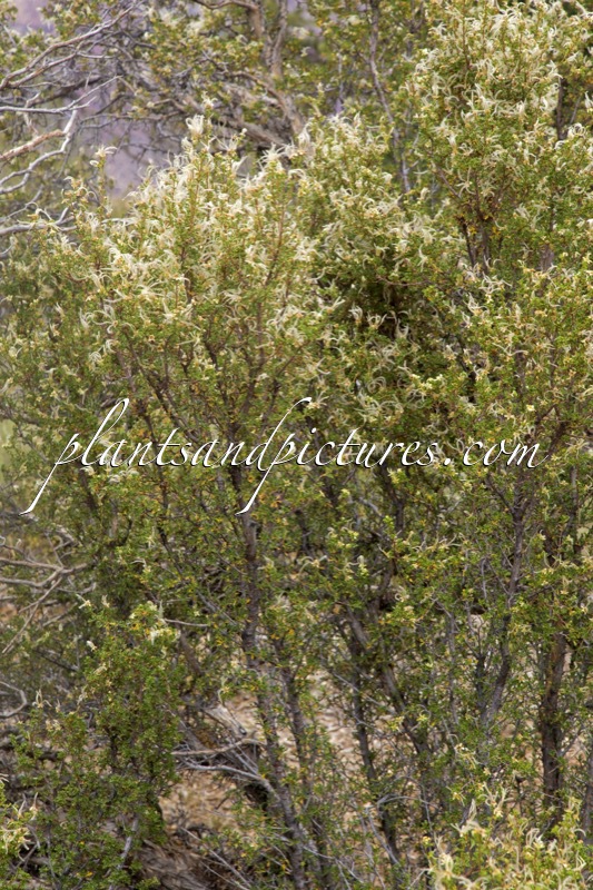 Purshia stansburiana