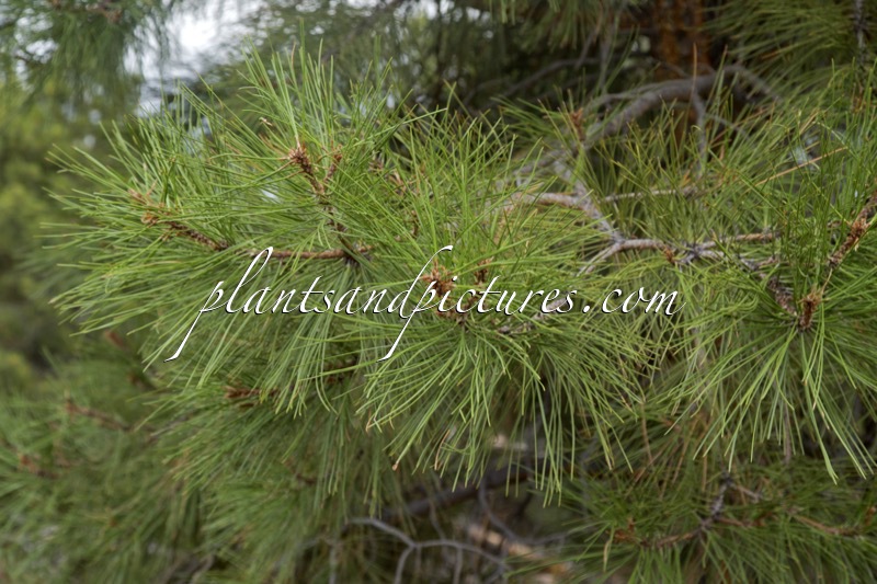 Pinus edulis