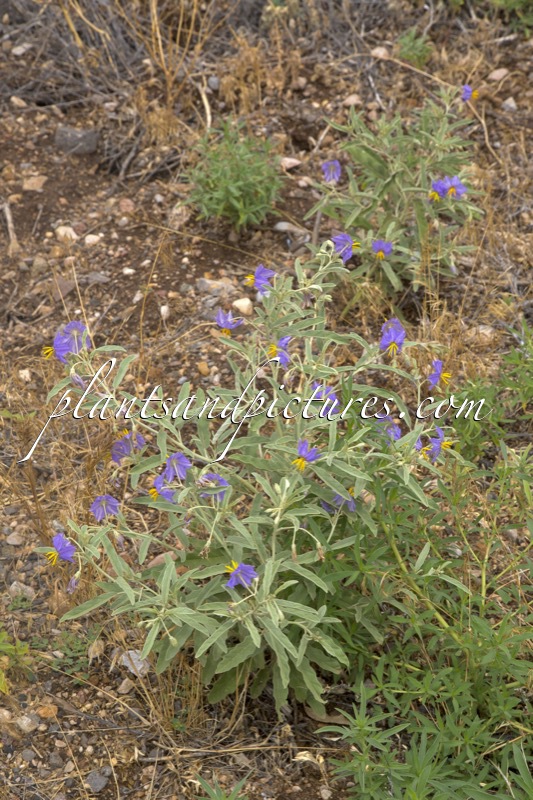 Solanum elaeagnifolium