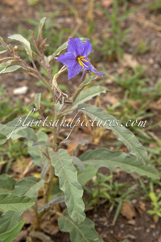 Solanum elaeagnifolium