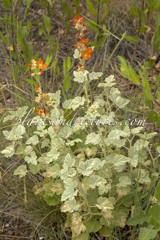 Sphaeralcea coccinea