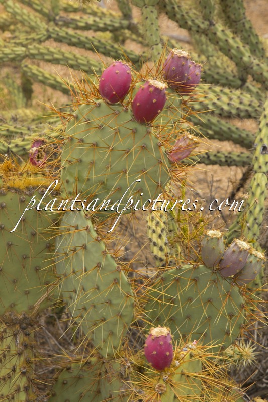 Opuntia phaeacantha