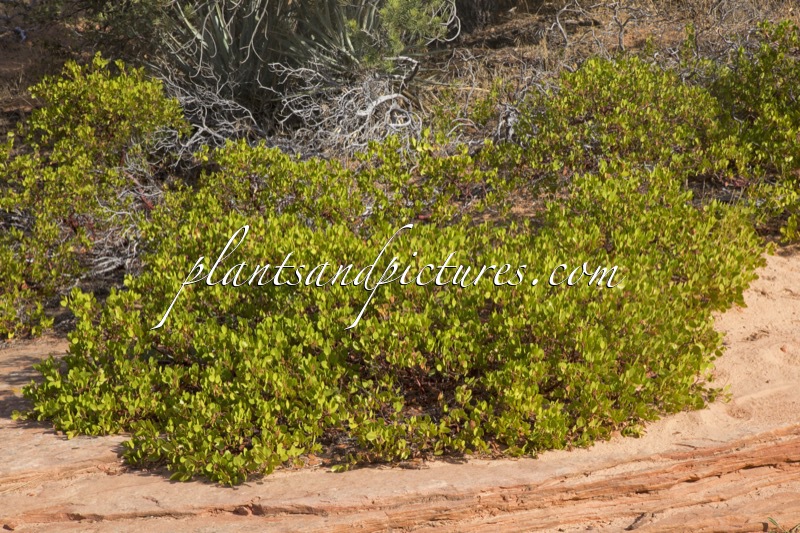 Arctostaphylos patula