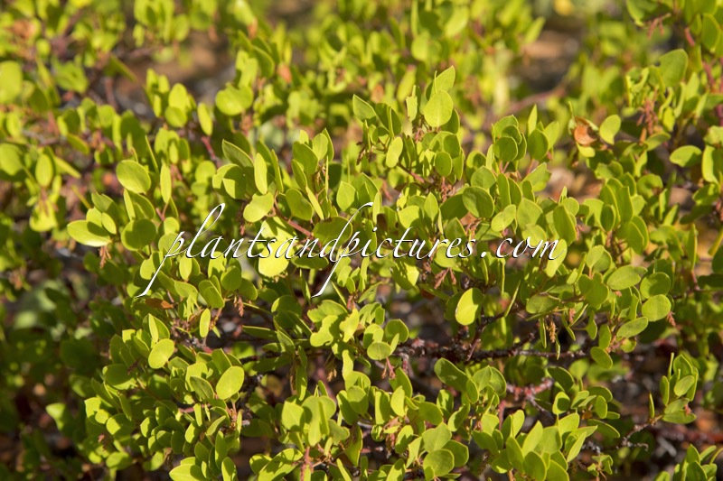 Arctostaphylos patula