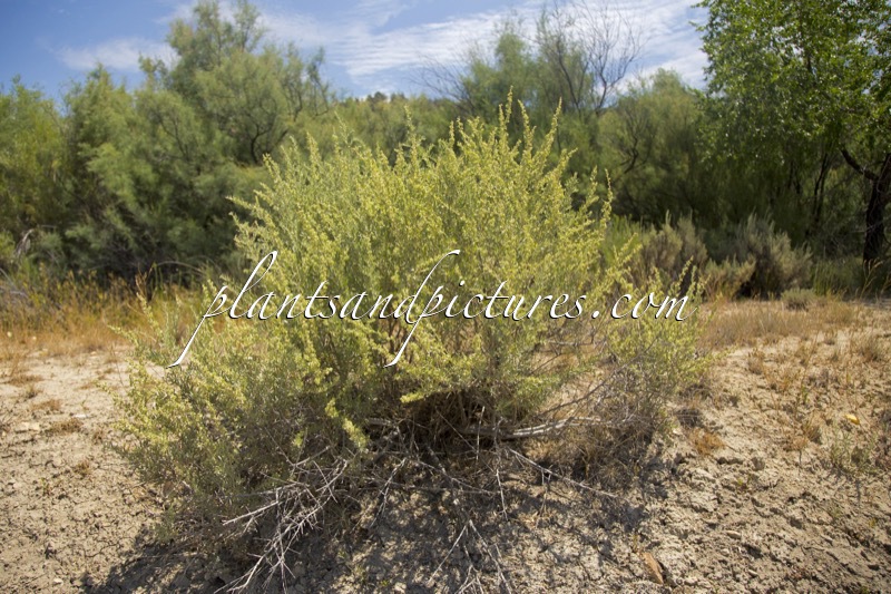 Atriplex canescens