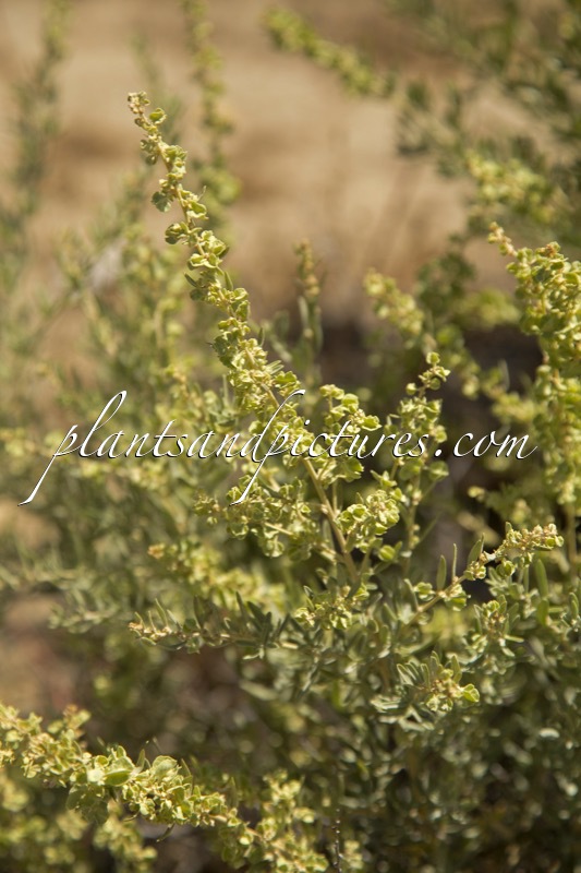 Atriplex canescens