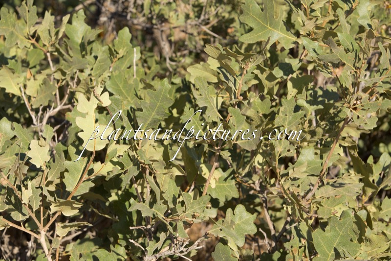 Quercus gambelii x Q. turbinella