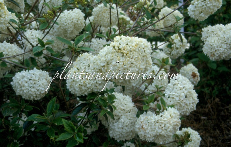 Viburnum ‘Eskimo’