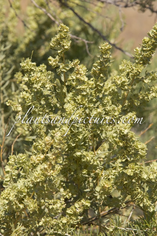 Atriplex canescens