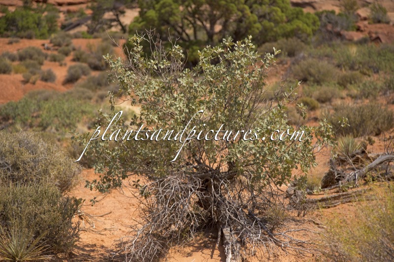 Quercus gambelii x Q. turbinella