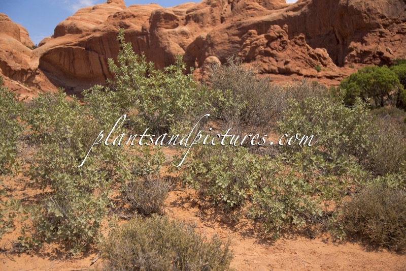 Quercus gambelii x Q. turbinella