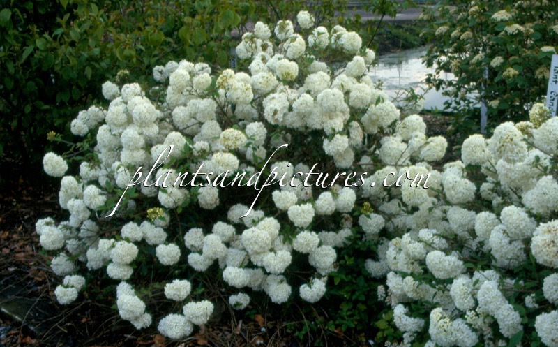 Viburnum ‘Eskimo’