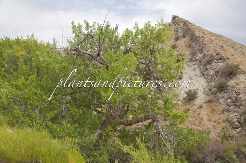 Populus deltoides subsp. wislizenii