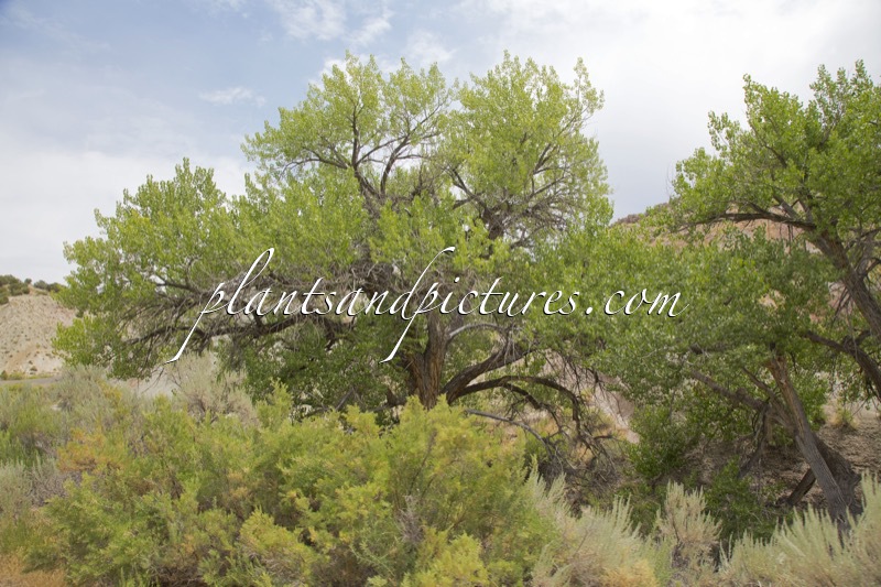 Populus deltoides subsp. wislizenii