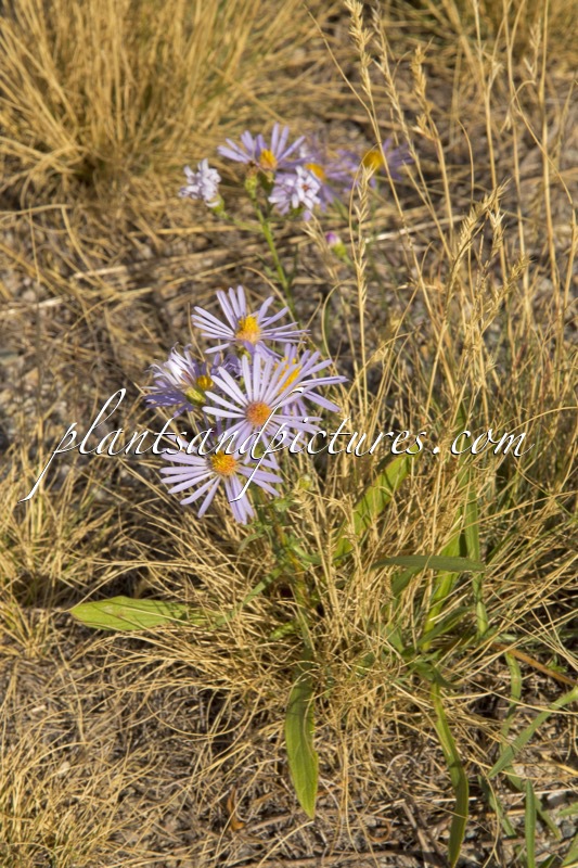 Aster laevis