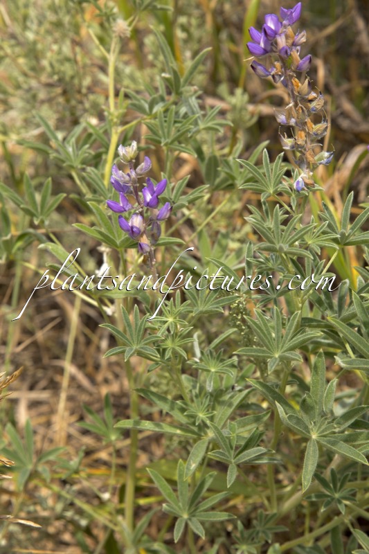 Lupinus argenteus
