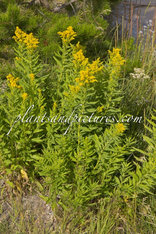 Solidago canadensis