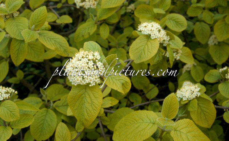 Viburnum lantana ‘Aureum’