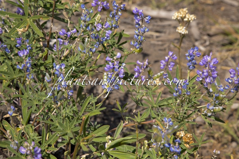 Lupinus argenteus