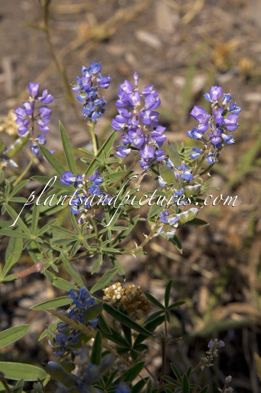 Lupinus argenteus