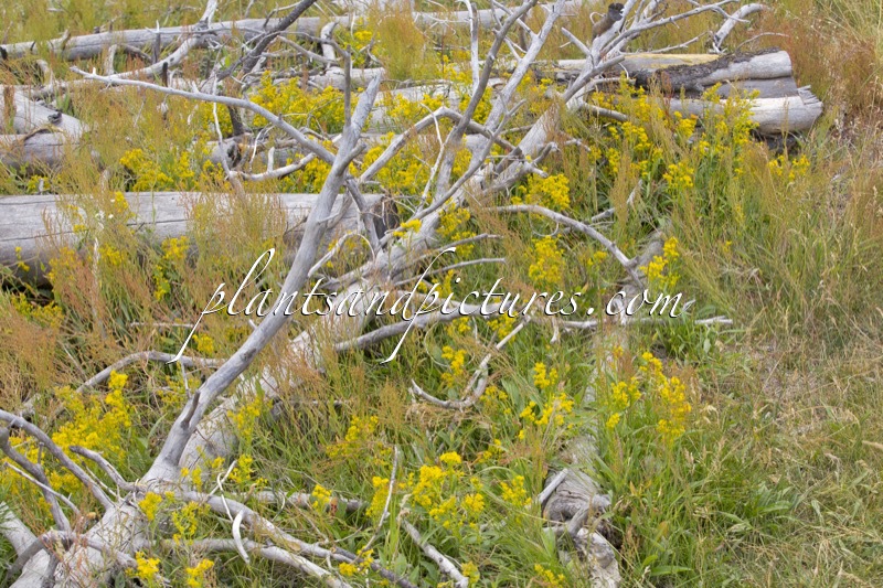Solidago multiradiata