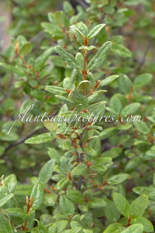 Shepherdia canadensis