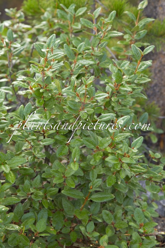 Shepherdia canadensis