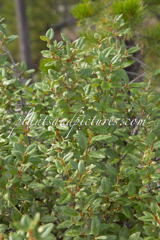 Shepherdia canadensis