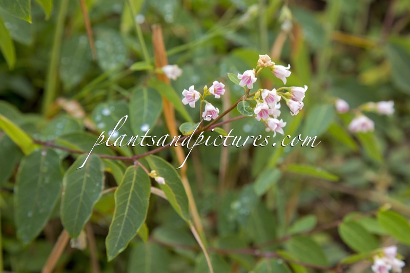 Apocynum androsaemifolium