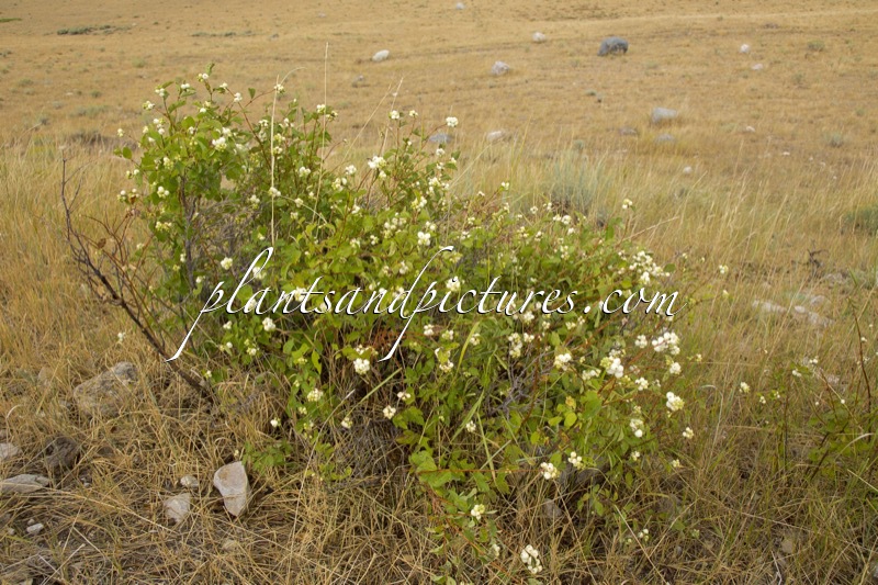 Symphoricarpos albus