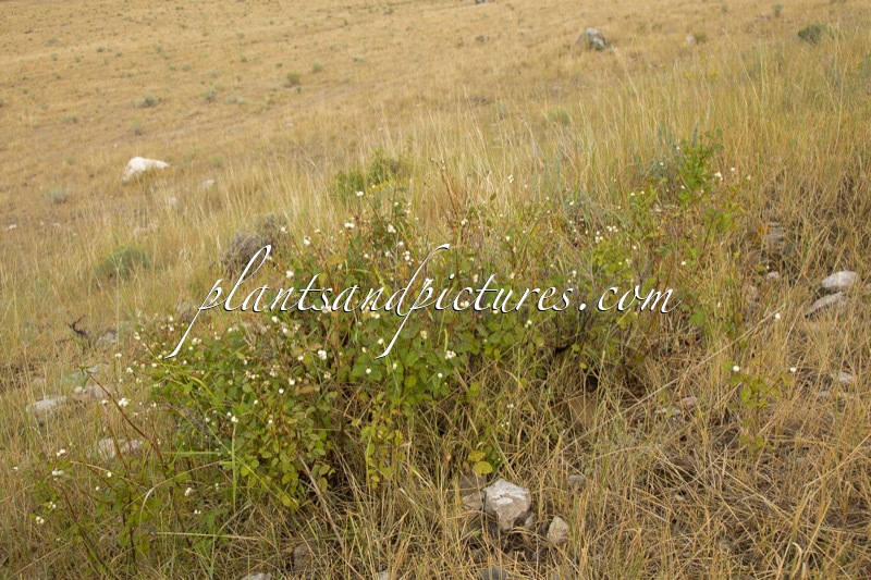 Symphoricarpos albus