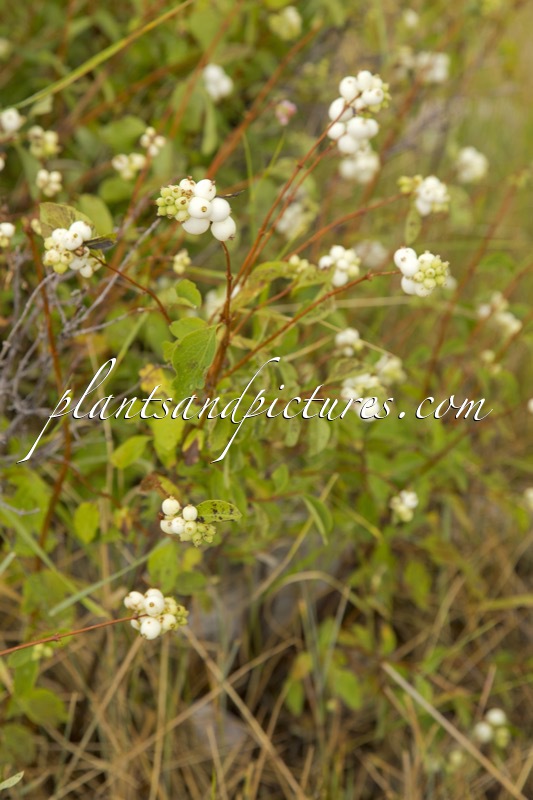 Symphoricarpos albus