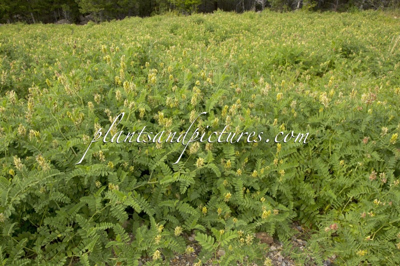 Astragalus cicer