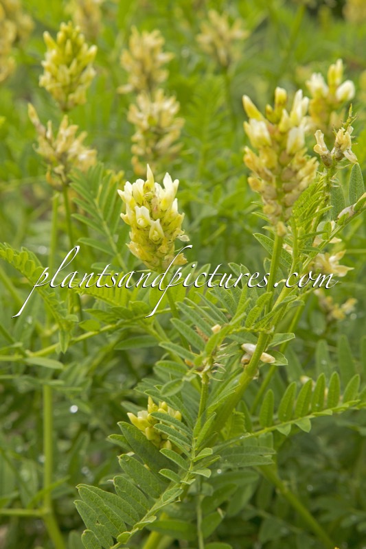 Astragalus cicer