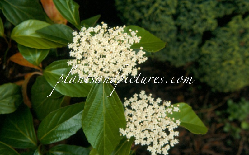 Viburnum japonicum