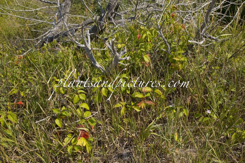Toxicodendron rydbergii