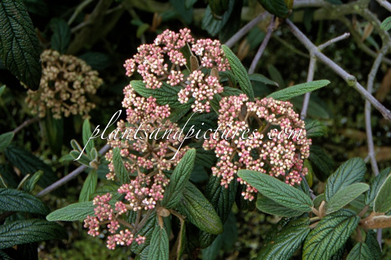 Viburnum rhytidophyllum ‘Roseum