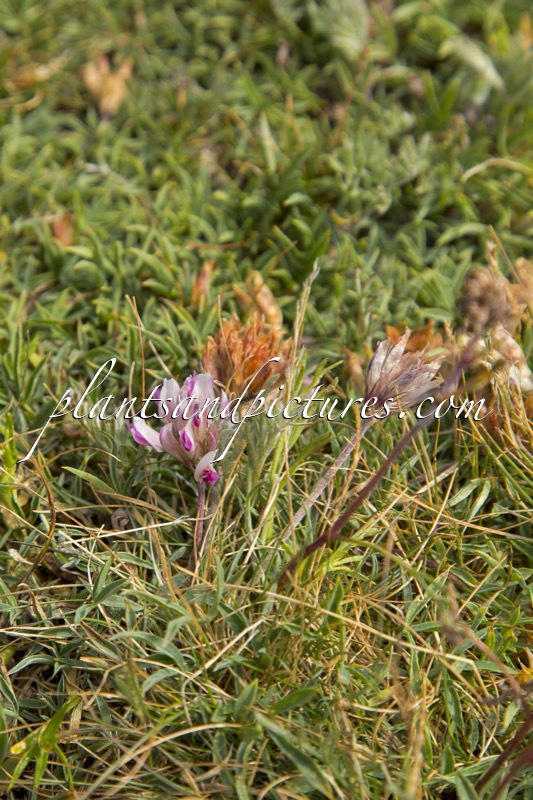 Trifolium dasyphyllum