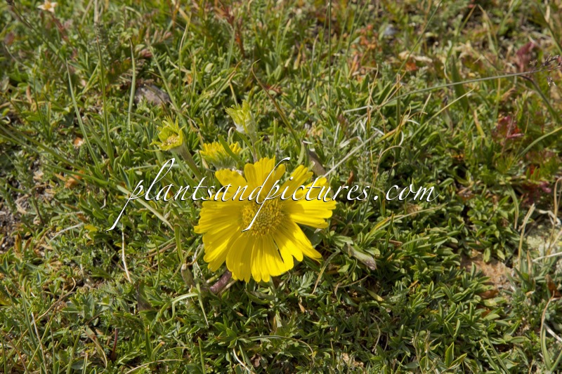 Rydbergia grandiflora