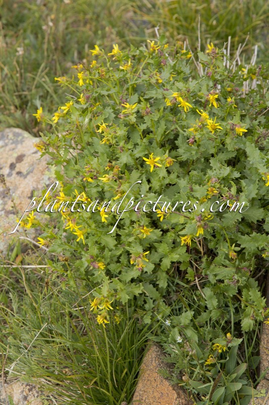 Senecio fremontii var. blitoides
