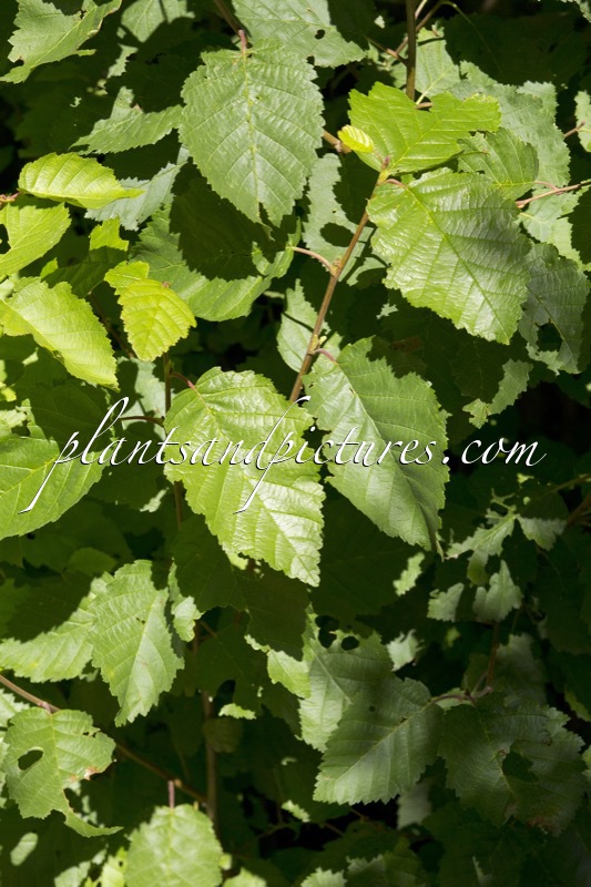 Alnus incana subsp. tenuifolia