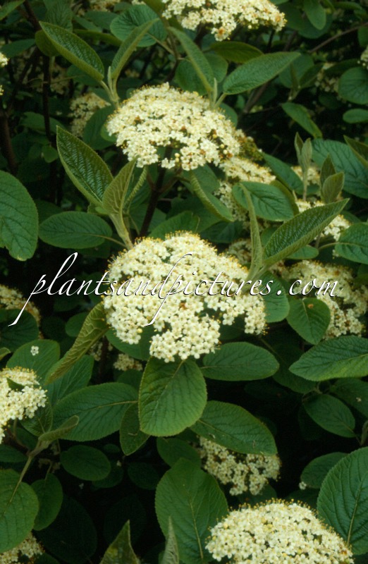 Viburnum lantana ‘Mohican’