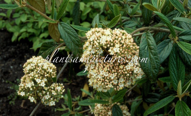 Viburnum ‘Pragense’