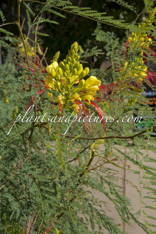 Caesalpinia gilliesii