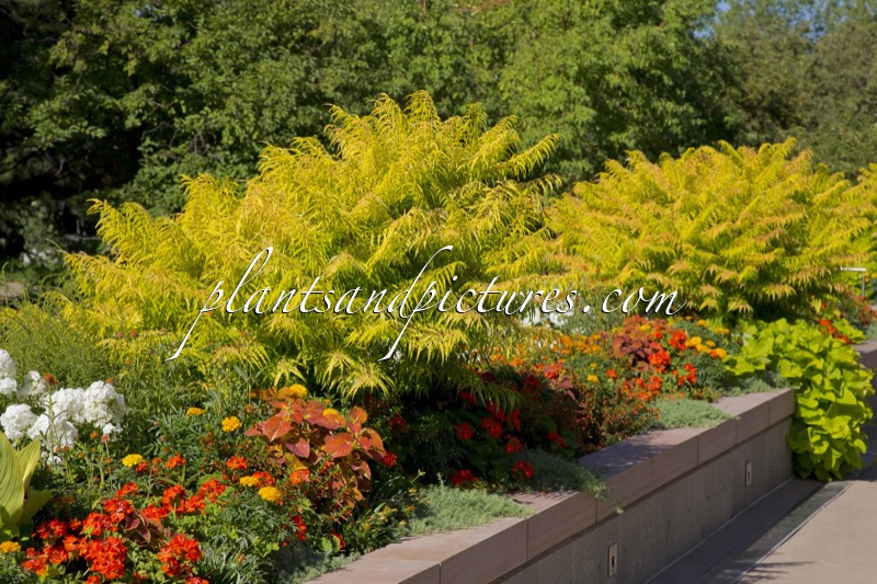 Rhus typhina ‘Sinrus’ (RADIANCE)